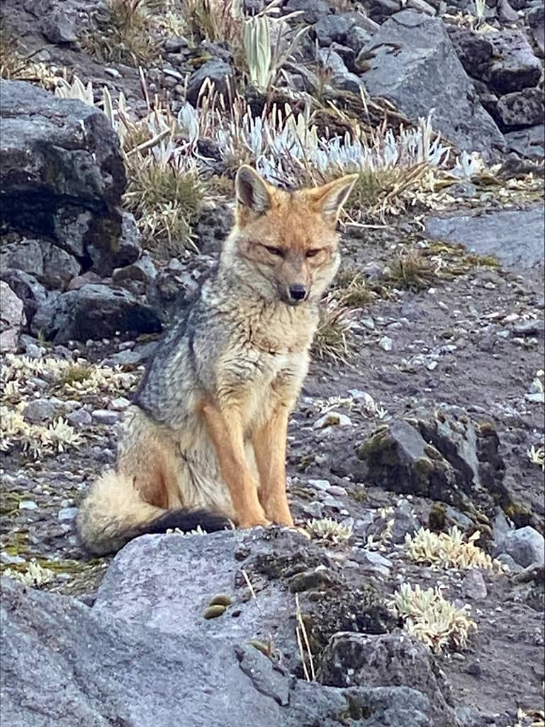 A number of foxes were hanging around the Refuge.